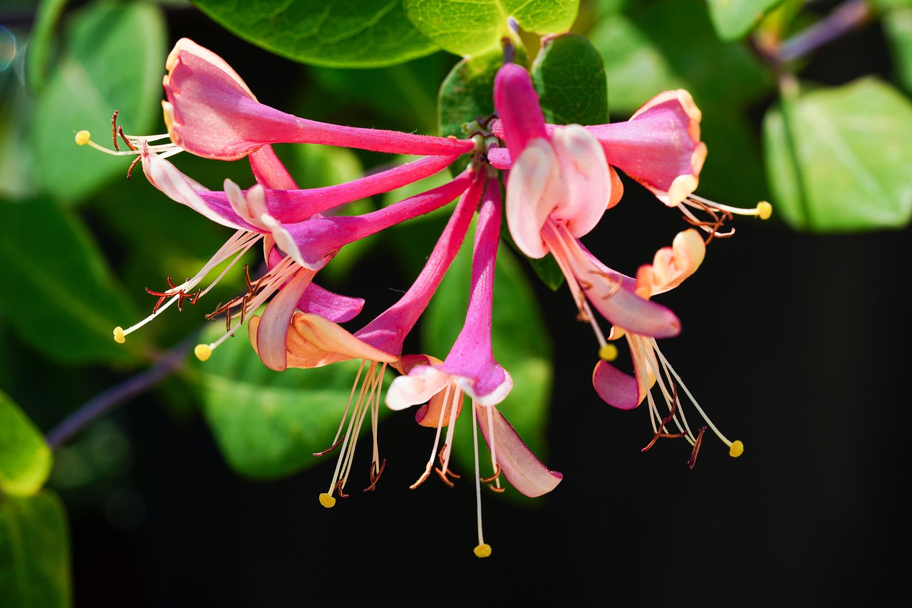 Dreaming of Honeysuckle: A Story of Intuition and Sacred Remembrance