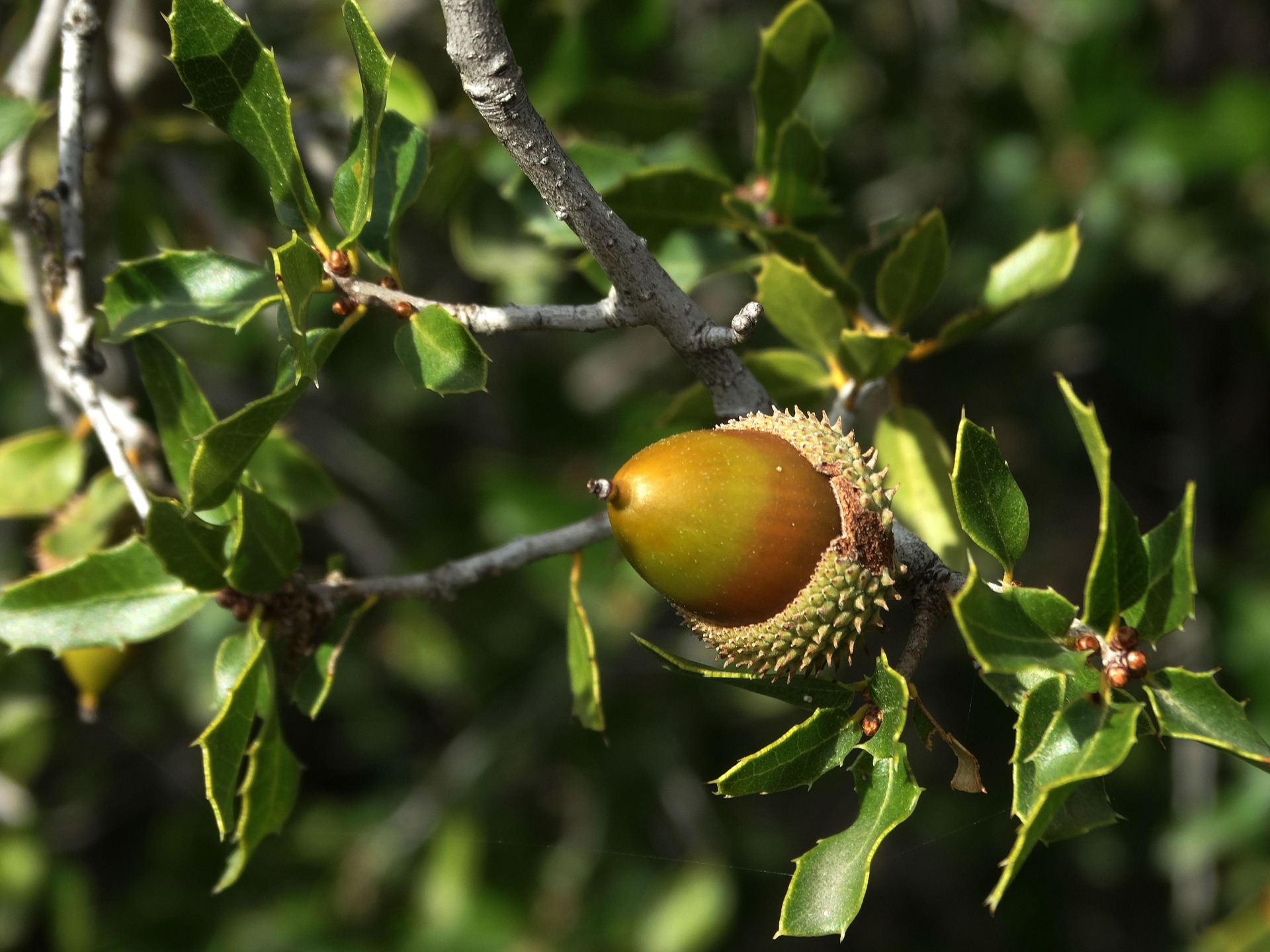 Discovering the Holly Oak Tree: A Magical New Year’s Synchronicity
